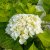 Hydrangea macrophylla Endless Summer ® The Bride ®, Hortensia