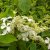 Hydrangea paniculata Great Star ® (Le Vasterival)