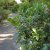 Ilex meserveae Blue Maid, Blå Järnek