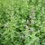 Nepeta faassenii Junior Walker ®, Kantnepeta / Kattmynta
