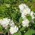 Philadelphus x viriginalis Minnesota Snowflake, Kameliaschersmin, C5