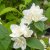 Philadelphus x viriginalis Minnesota Snowflake, Kameliaschersmin, C5