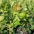 Rhus aromatica Grow-Low