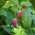 Rubus idaeus Autumn Bliss ®, Hösthallon