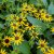 Rudbeckia fulgida Little Goldstar ®, Strålrudbeckia
