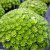 Saxifraga arendsii Peter Pan