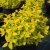 Spiraea japonica Goldmound, Dvärgpraktspirea