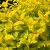 Spiraea japonica Goldmound, Dvärgpraktspirea