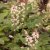 Tiarella hybr. Spring Symphony ®