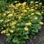 Doronicum orientale Little Leo, Vårkrage, P9cm