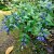 Gentiana asclepiadea, Knippgentiana, P9cm