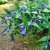 Gentiana asclepiadea, Knippgentiana, P9cm