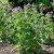 Geranium sylvaticum Mayflower