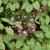 Epimedium x rubrum, Röd Sockblomma