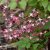 Epimedium x rubrum, Röd Sockblomma