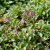 Campanula hybr. Pink Octopus ®, Blåklocka, P9cm