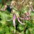 Campanula hybr. Pink Octopus ®, Blåklocka, P9cm