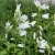 Campanula latifolia Alba, Hässleklocka, P9cm