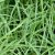 Carex Silver Sceptre