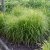 Carex muskingumensis Silberstreif, Palmstarr, SQ1