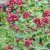 Centranthus ruber