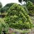 Ädelcypress
