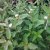 Cornus sericea Farba E, Videkornell, busk C3,5