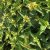 Diervilla sessilifolia Butterfly