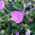Geranium sanguineum Max Frei, Blodnäva