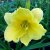 Hemerocallis hybr. Happy Returns