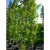 Quercus palustris Green Pillar ® (Pringreen), Kärrek, utr 150-175 C7,5