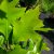 Quercus palustris Green Pillar ® (Pringreen), Kärrek, utr 150-175 C7,5