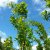 Quercus palustris Green Pillar ® (Pringreen), Kärrek, utr 150-175 C7,5