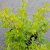 Rhus aromatica Grow-Low