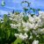 Syringa reticulata Enskede E, Ligustersyrén
