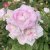 rugosa Martin Frobisher, Kanadensisk Buskros, C4