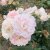rugosa Martin Frobisher, Kanadensisk Buskros, C4