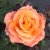 tehybrid Flora Danica ™ (Poulrim), Tehybridros, C4