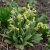 Primula veris, Gullviva