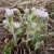 Pulsatilla vulgaris Perlen Glocke, Backsippa, P9cm