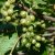 Ribes nigrum De Gröna, Gröna Vinbär, busk C3,5