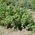 Ribes nigrum De Gröna, Gröna Vinbär, busk C3,5