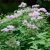 Thalictrum aquilegiifolium, Aklejruta