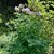 Thalictrum aquilegiifolium, Aklejruta