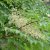 Aralia elata, Parkaralia