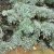 Artemisia schmidtiana Nana, Japansk Malört / Krypmalört