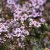 Aster ageratoides Harry Smith