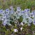 Eryngium maritimum, Martorn, P9cm