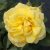 floribunda Sunsprite (Friesia, Korresia), Floribundaros, C4