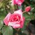 floribunda Sofiero ™ (Poulsak), Floribundaros, C4